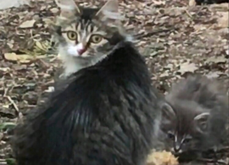 Кошка ревностно оберегала котёнка. Филипок не отходил от мамы ни на шаг.