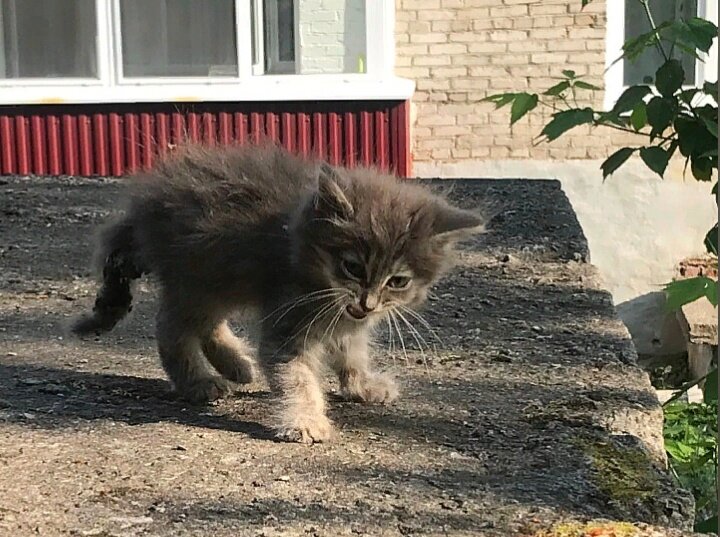 Большой маленький котенок коте