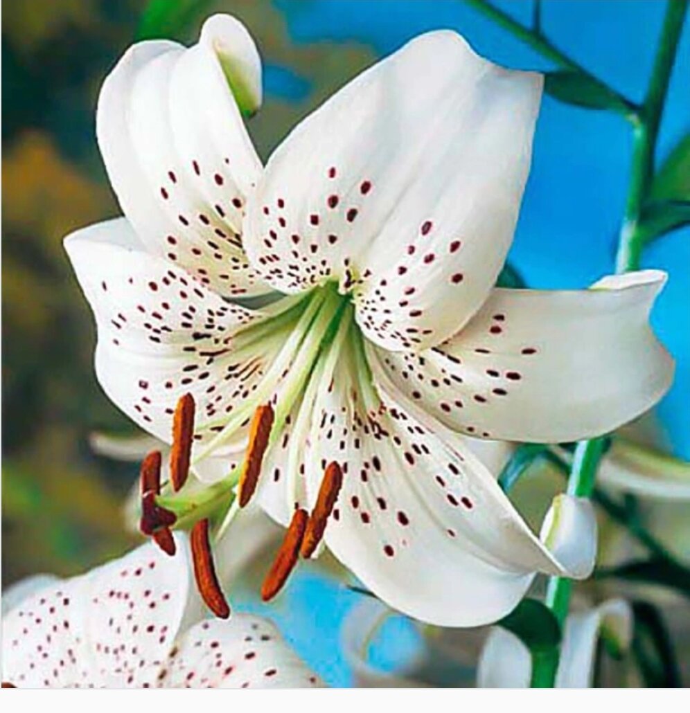 Sterling Star Lily