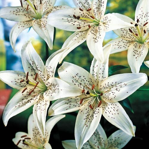 Sterling Star Lily