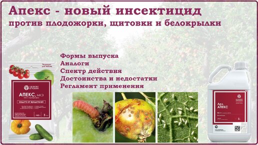 Апекс - новое средство от белокрылки, плодожорки и щитовки с уникальным действующим веществом. Обзор