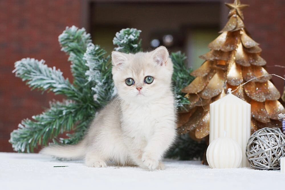 Котенок питомника Максельпоинт