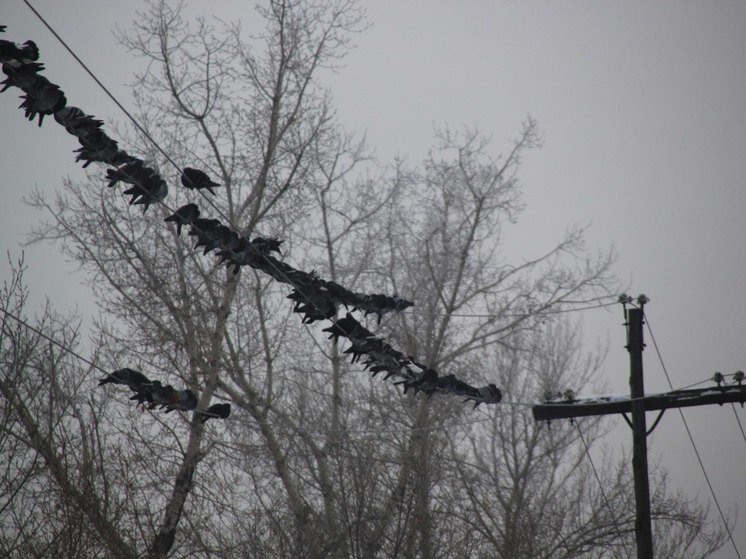 Для иллюстрации