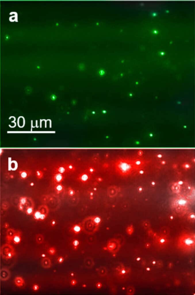    Начинающийся процесс нуклеации в растворе инсулина без ацетона (а) и с добавлением ацетона (b) / © American Chemical Society