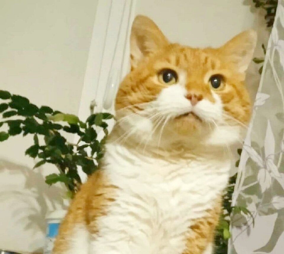 Таким красивым, счастливым был кот у своей хозяйки