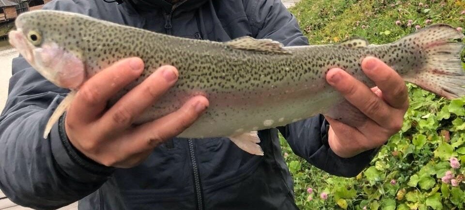 Радужная форель.