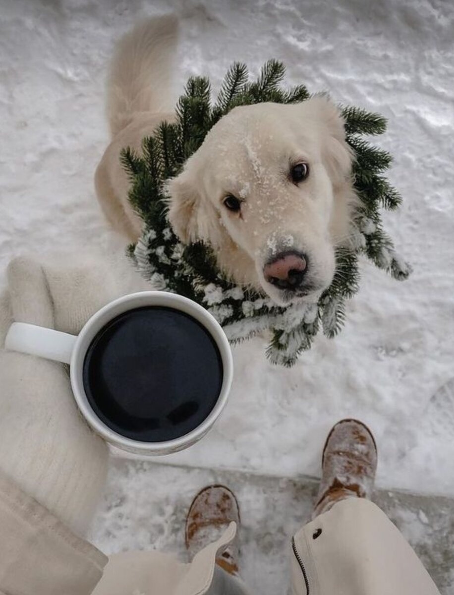 солнечное утро одуванчики. доброе утро теплая погода. добро утротв любую погодк. лето солнце. кот нежится на солнце.