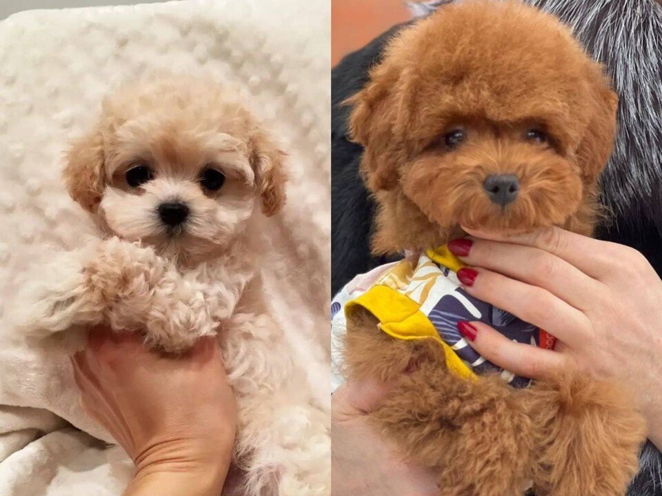    Стоимость щенков пород той пудель тикап и мальтипу начинается с 200 тысяч рублей / Фото: сайт бесплатных объявлений