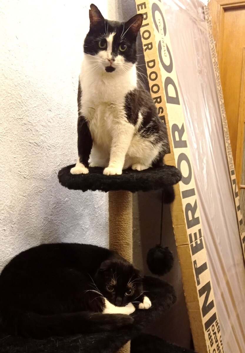 Геральту и Сурену нужно как можно больше золота, на вкусняшки