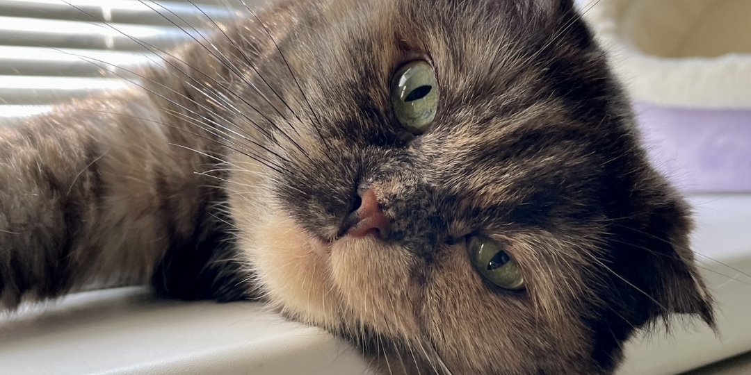 Я отучила кошку гадить перед входной дверью. На это мне потребовалось всего-то 5 лет