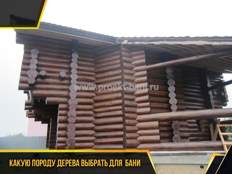 Какую породу дерева выбрать для строительства