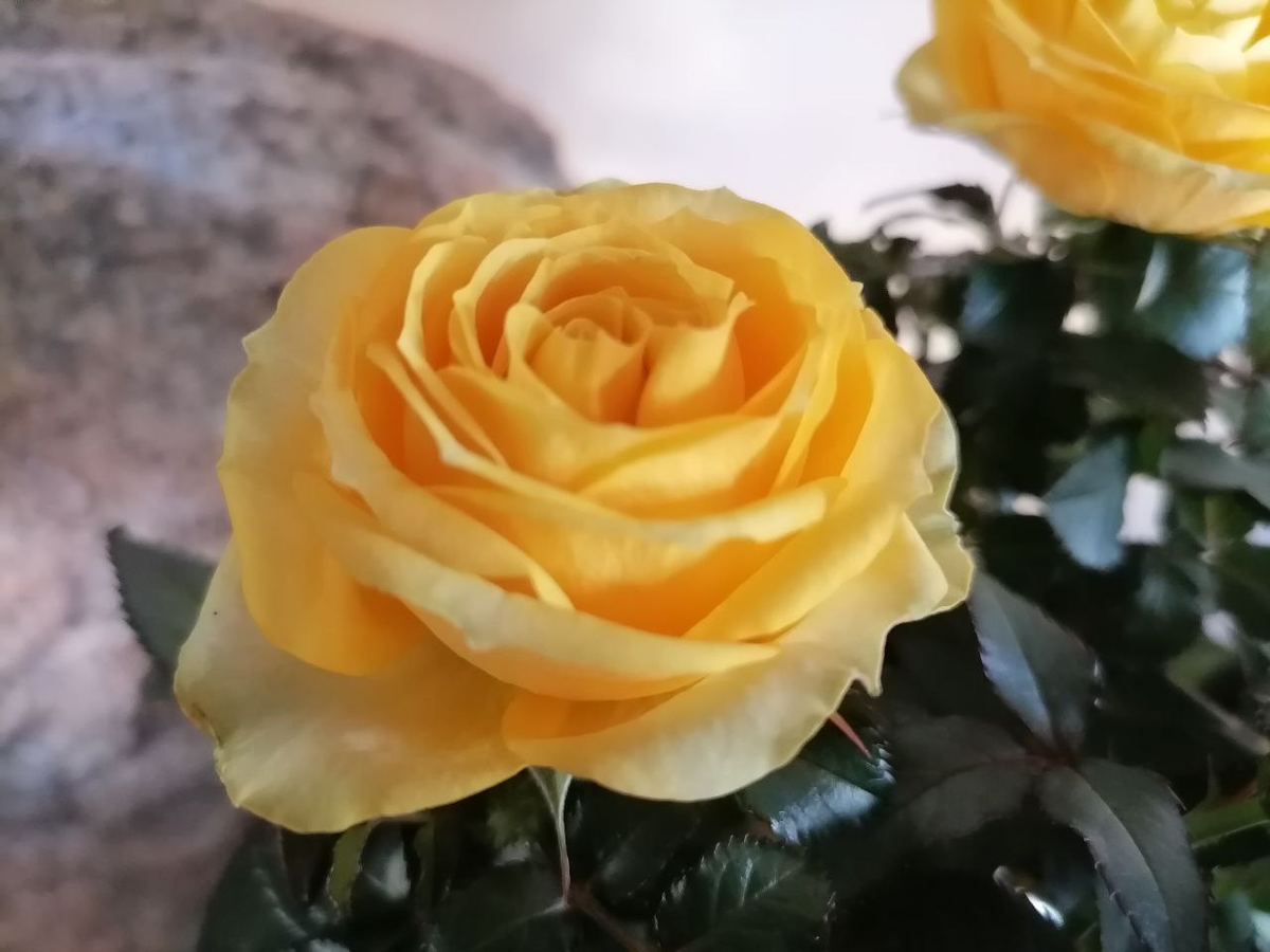 Желтую розу Кордана в горшке мне подарили на Новый год