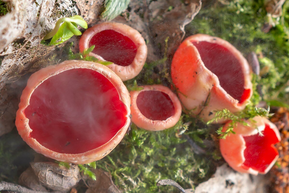 Лес, покажи чудес! Прогулки Мещерским лесам | TAKE THE WAY (САМИ С ...