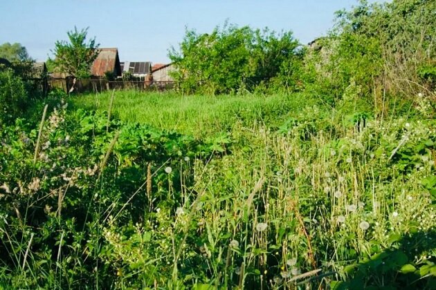 С чего начать: сад и огород на новом участке