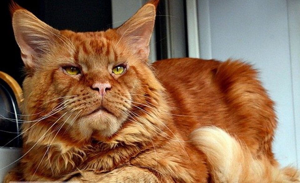 Суровая мордаха кота, как бы сразу предупреждает – у меня не забалуешь