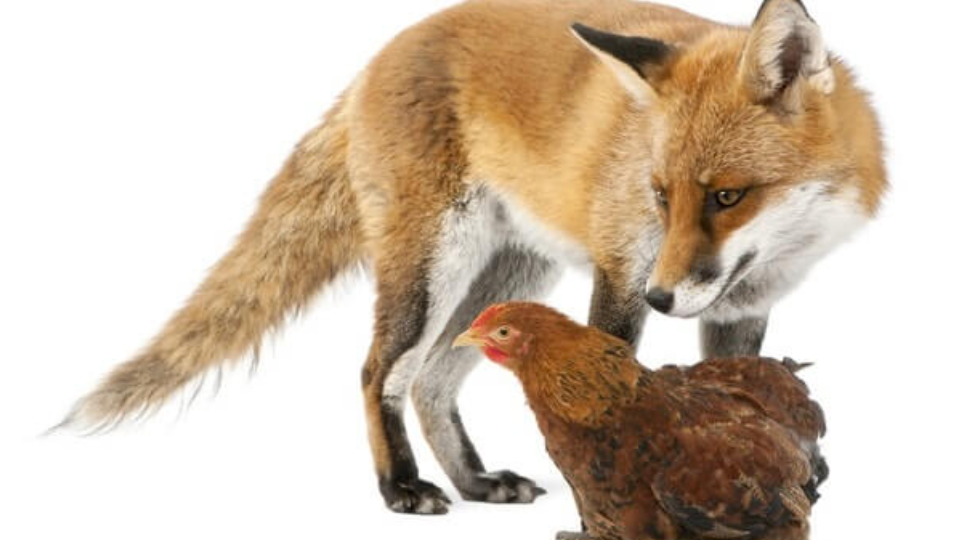 Как защитить кур от лис, хорьков и других "гостей" с аппетитом?