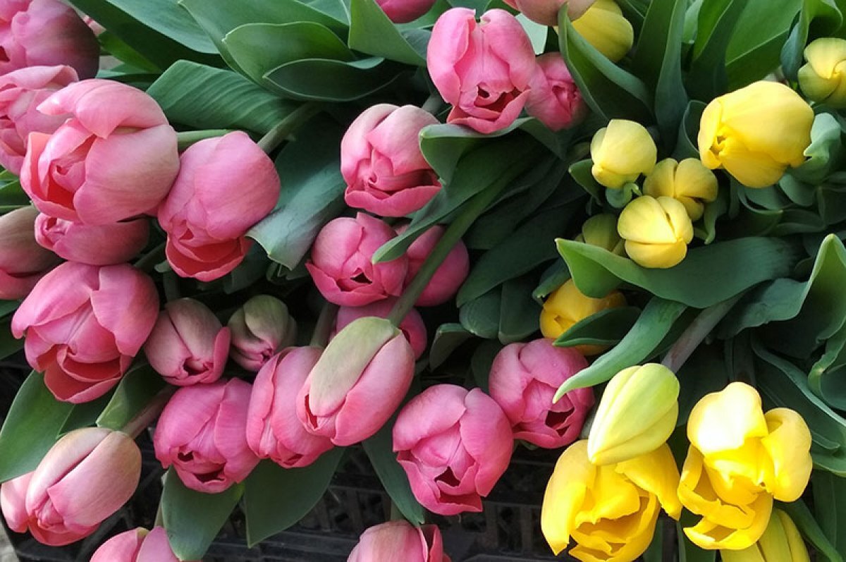    Абрамченко: Россия не останется без голландских тюльпанов к 8 Марта