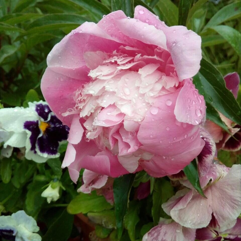 Кстати, пионы сажала нескольких сортов, но они у меня пока маленькие. Это пион с дачи свекрови, у неё уже взрослые сильно разросшиеся кусты.