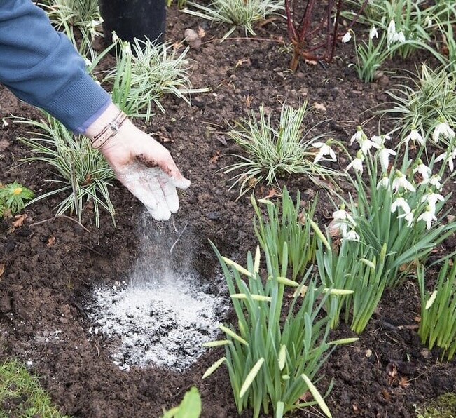почва в руках. мульчирование торфом. Udobrenie компост. осенняя перекопка почвы. навоз коровяк.