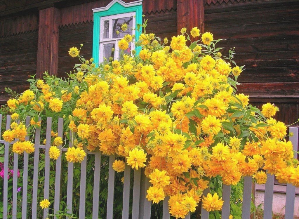 Рудбекия рассеченная