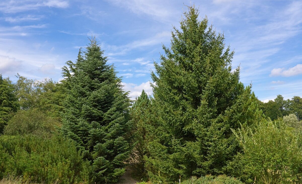 Ель колючая голубая Кейбаб 140см / Picea pungens Glauca Kaibab,