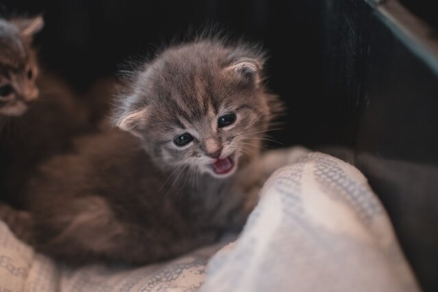 Почему котенок мяукает без причины. Почему котенок мяукает без причины
