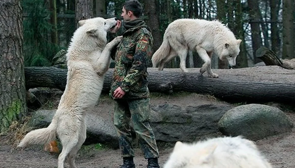 Шизо полярный волк