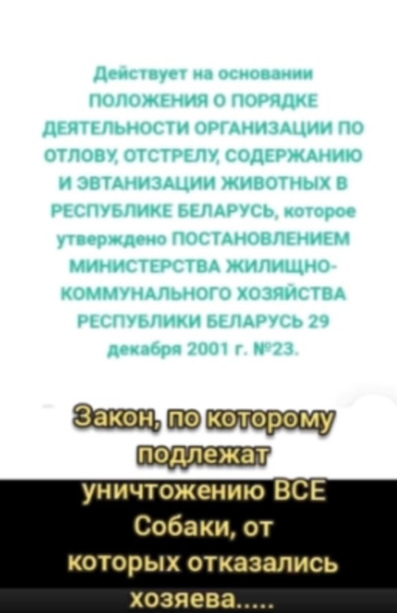 Овчарка в беде! Привезли на усыпление!!!! | Спасение собак из усыпалок  Белоруссии | Дзен