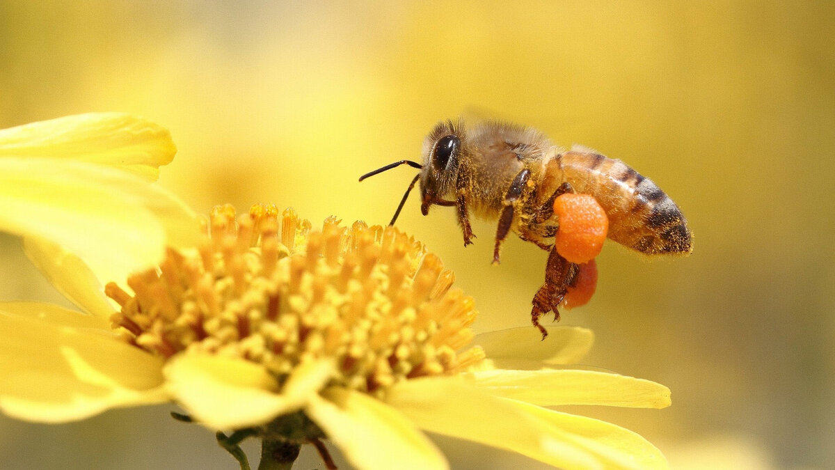 источник фото: Яндекс.Картинки
