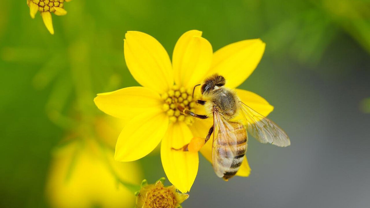 источник фото: Яндекс.Картинки