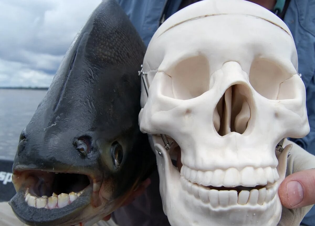 Не бойтесь - череп учебный.