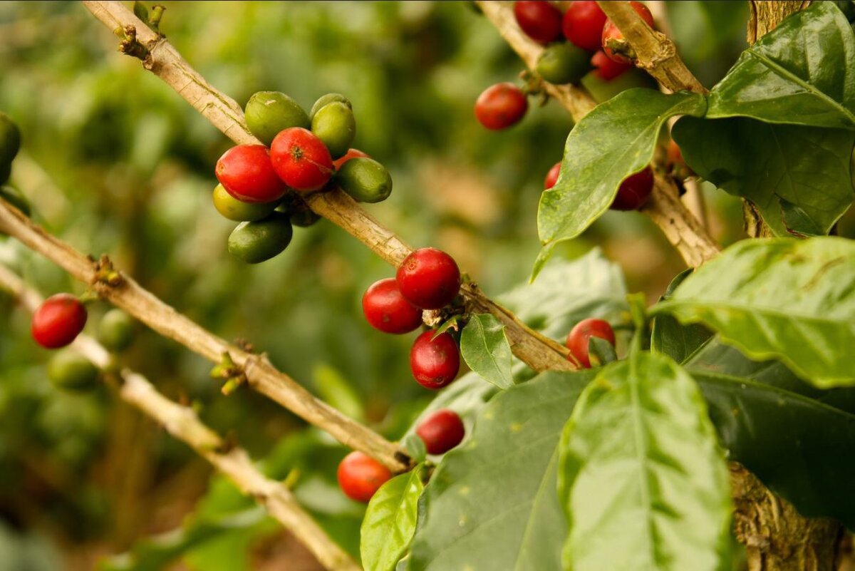 Shutterstock📷Насчитывается более 90 видов кофейного дерева