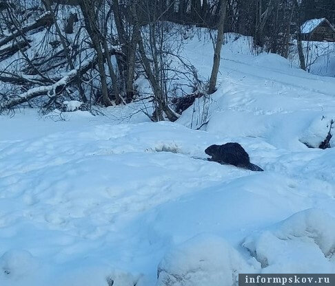 Бобр вышел на прогулку посреди Пушкинских Гор. Фото здесь и далее предоставил Михаил Кузьмин