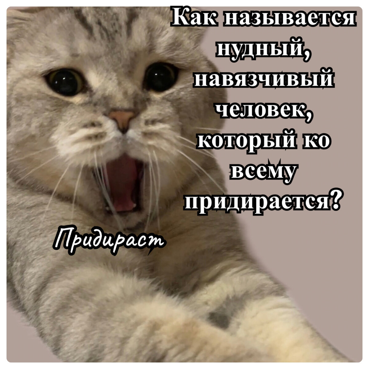 Кот марсик брутальный