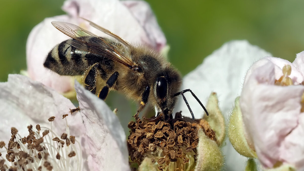 источник фото: Яндекс.Картинки