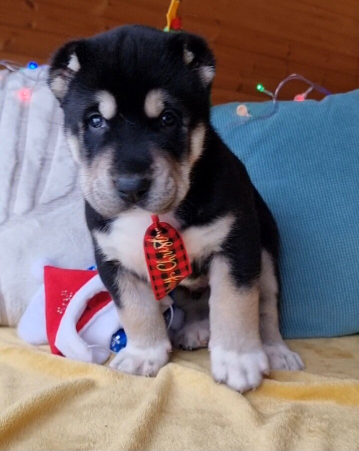 Еще одна голубая кровь в нашей Стае.