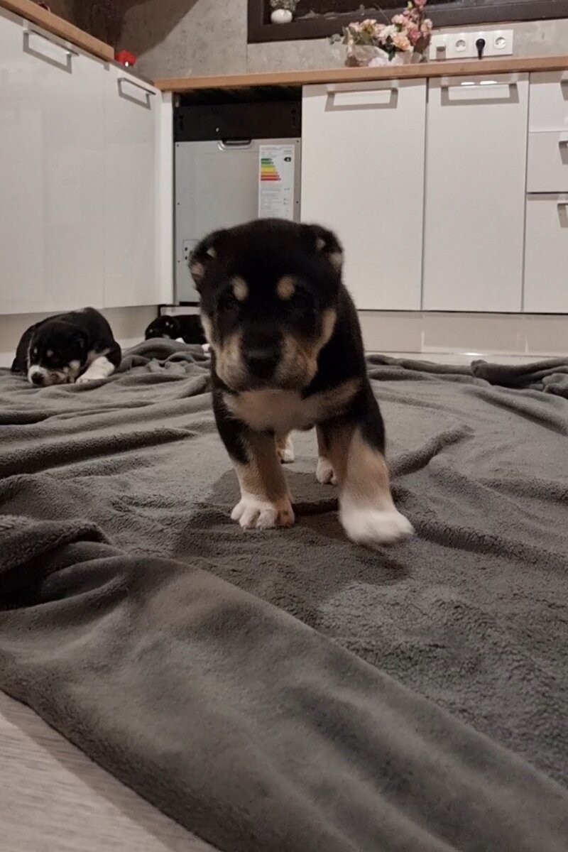 Идет за порцией почесушек.