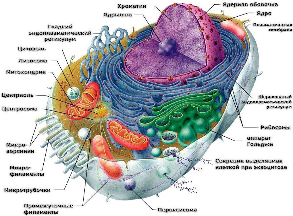 Примерная модель клетки человека.