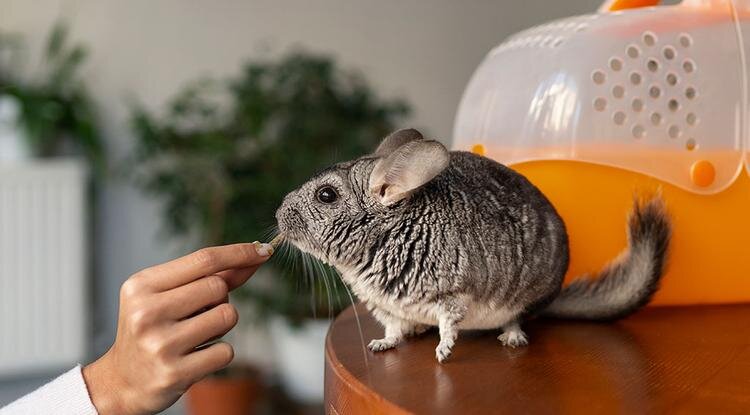 Фото: freepik.com