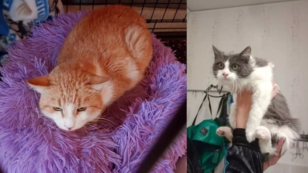     Более десятка питомцев реабилитационного центра «Крис» в Королёве скончались сегодня мучительной смертью — заживо сварились в кипятке. Прорыв отопления. Как выясняется, тяжелобольных кошек и собак — спинальников надолго оставляли в стационаре в одиночестве. Кураторы сегодня сражаются за выдачу тел.