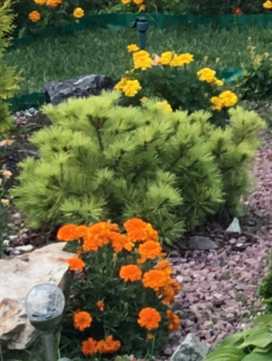 Сад светланы декуновой. Сад светланы декуновой. Soon garden. Soon garden. Светлый сад светланы.