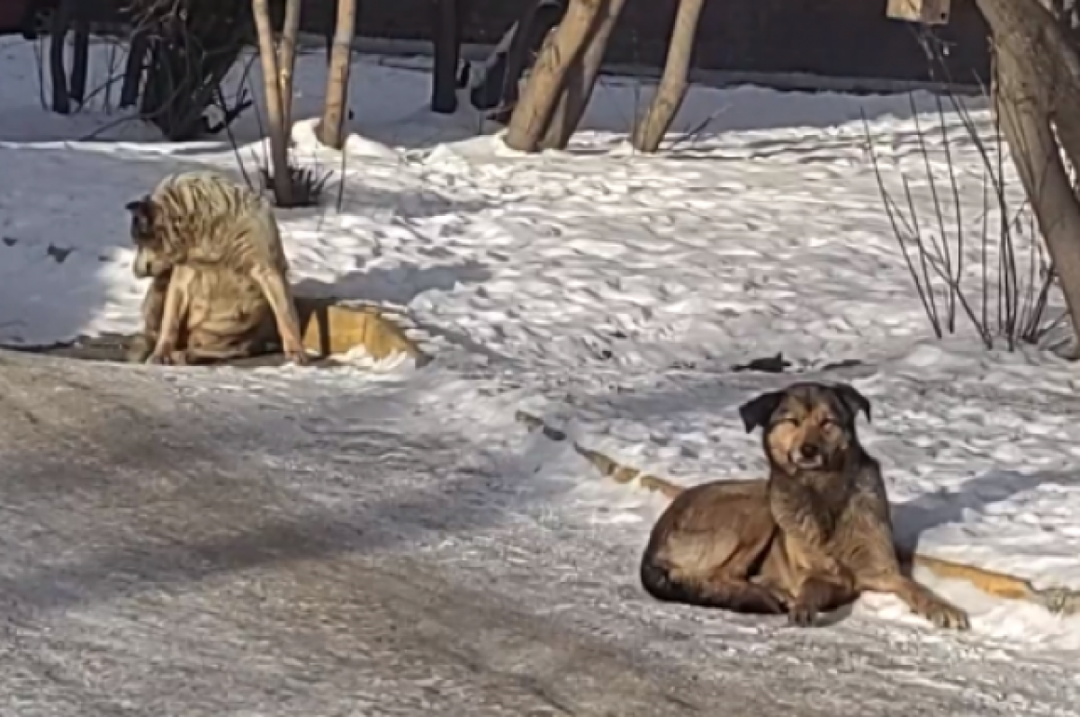    Собака покусала учительницу начальных классов на улице Советская в Иркутске