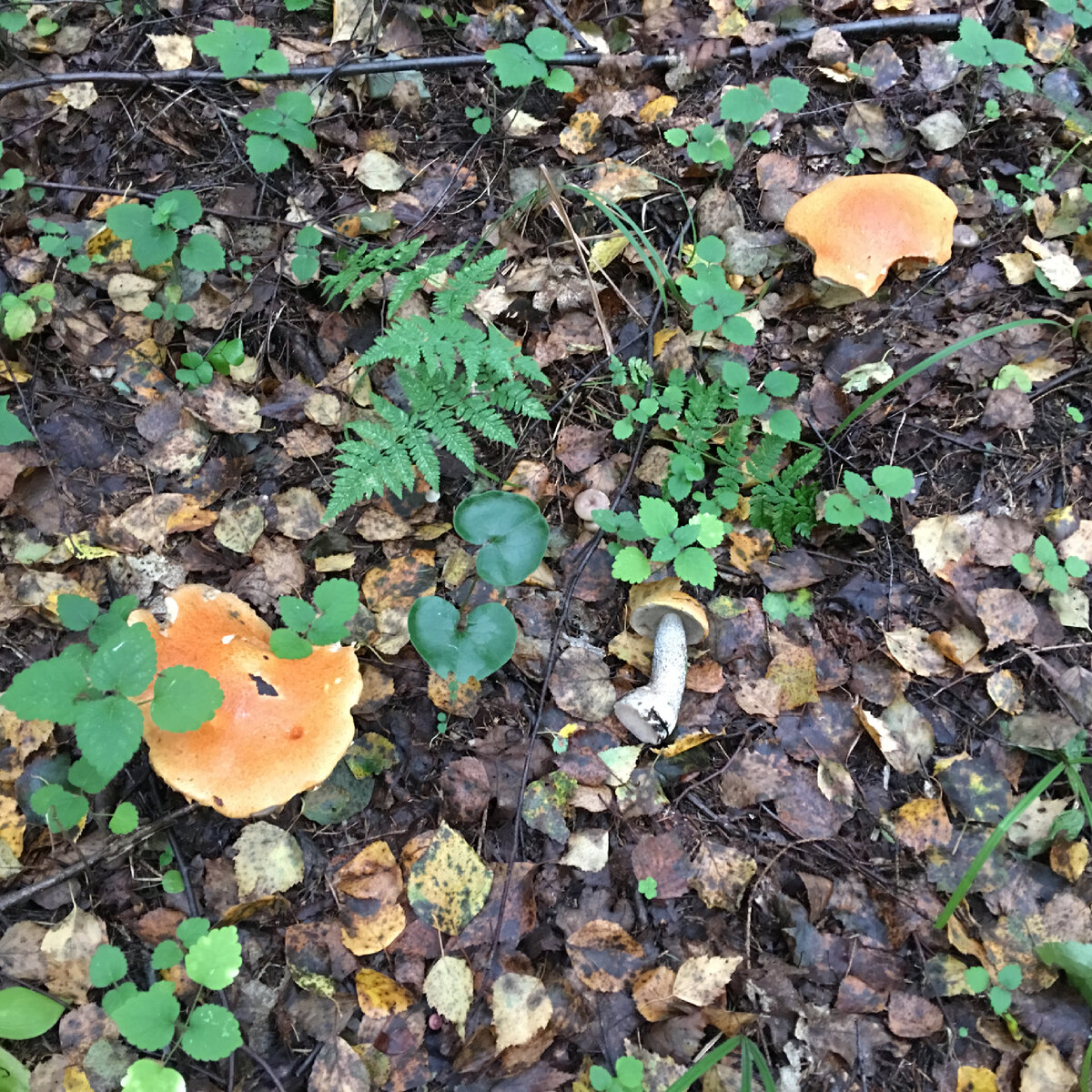 Запад Подмосковья, август 2016….Очень грибной сезон на благородные и другие грибы