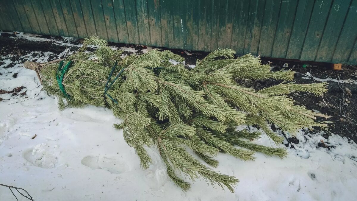     Новогодние праздники прошли, и многие стали задумываться над тем, куда деть живую елку, но без ущерба для окружающей среды. NewsNN узнал, как выбросить такое дерево после Нового года без вреда для природы.