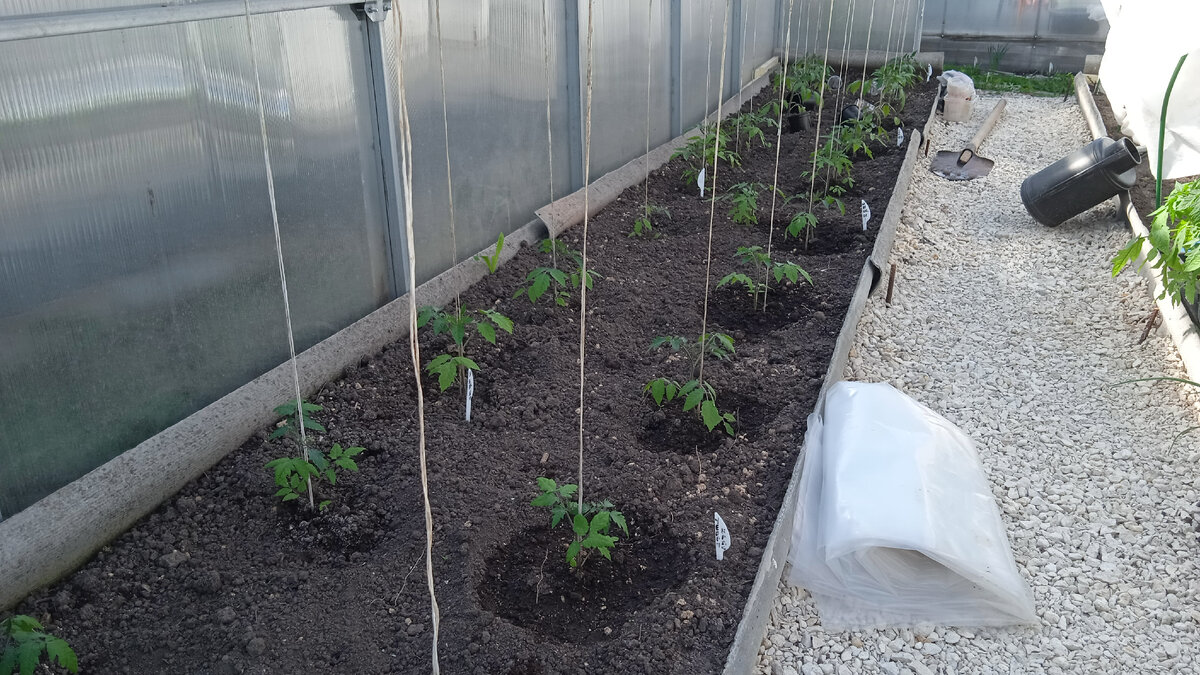 3 мая в теплице.