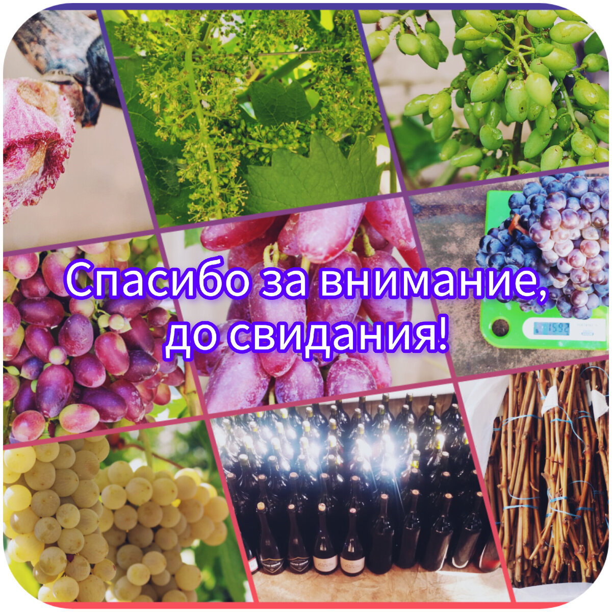 Коллекция крепких настоек. Мой топ. | Виноградник на 6 сотках🍇 | Дзен