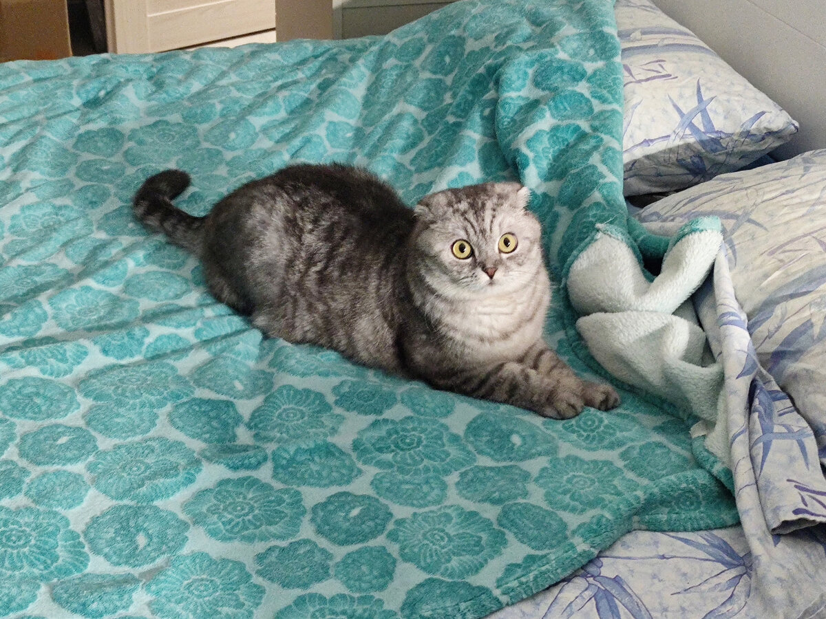 На кровати котик может не только спать, но и играть. Гоняться за игрушкой мягче по матрасу)