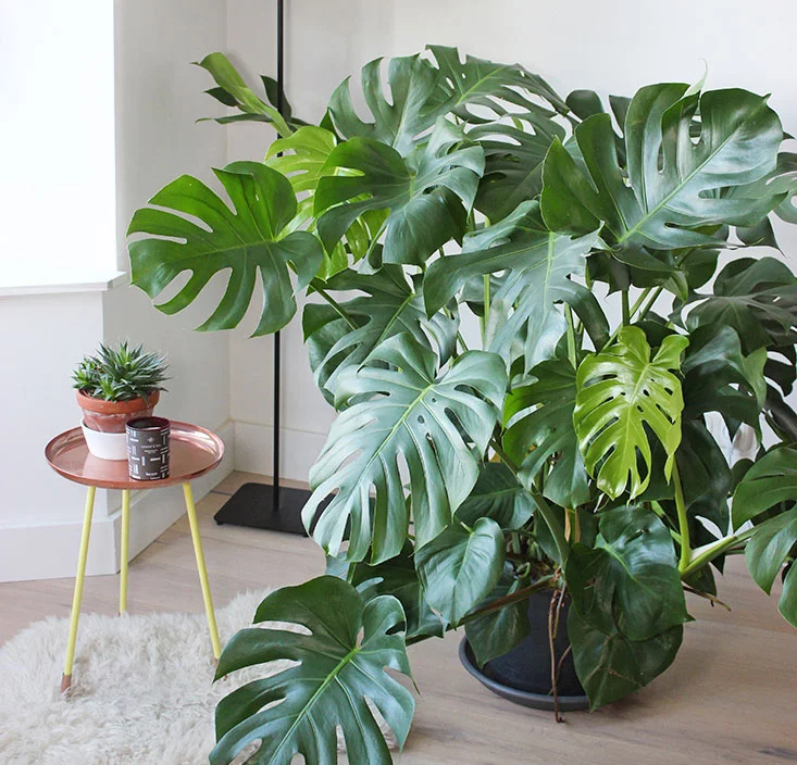 Цветочки отдельно. Реклама цветов. Цветы каждую неделю. Пожелания с утра счастья радости. Цветочная подписка.