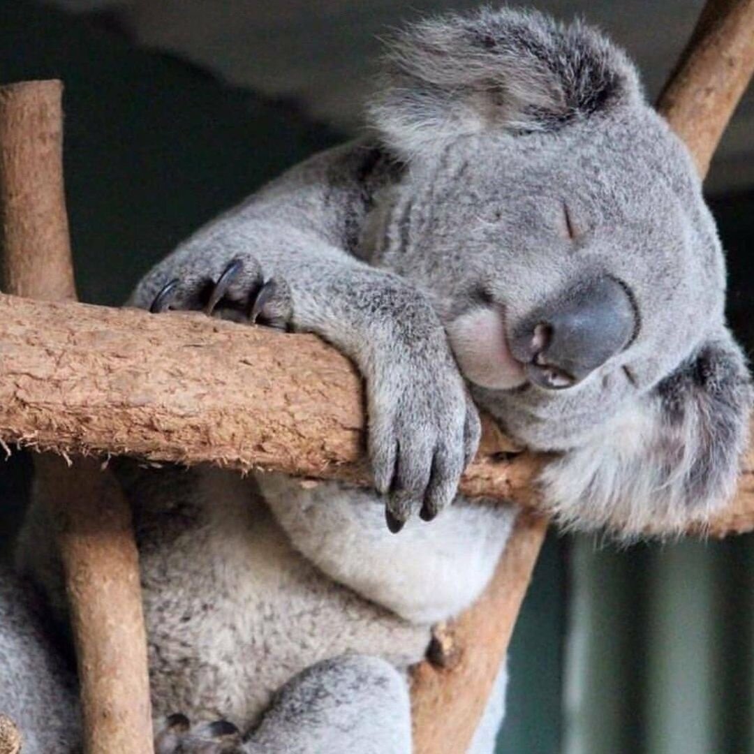 Сколько спят коалы. Коала. Спящие животные. Спящие коалы. Куала животное.