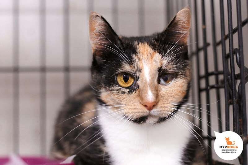 Фото с сайта Муркоша.